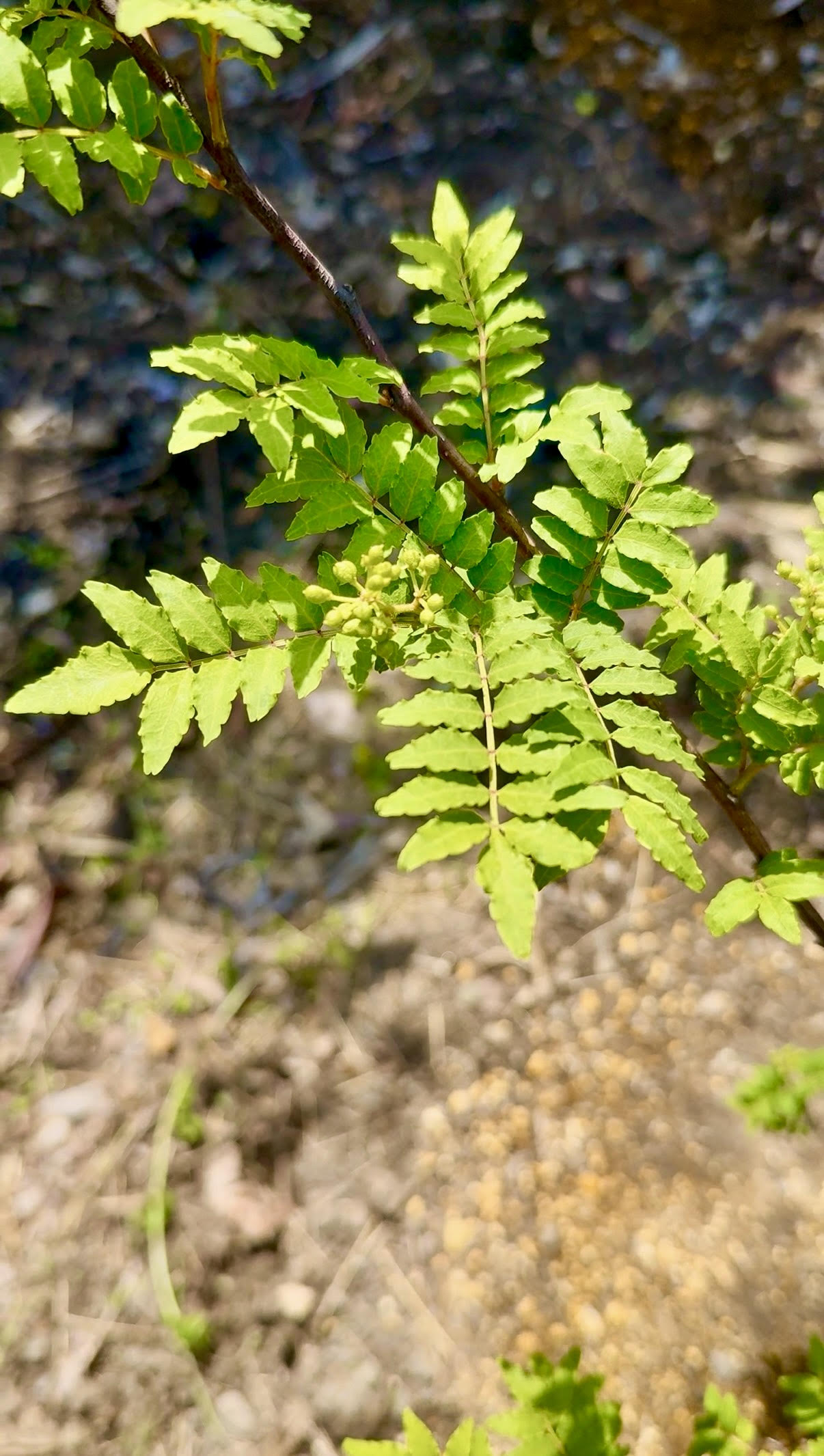 山椒の木